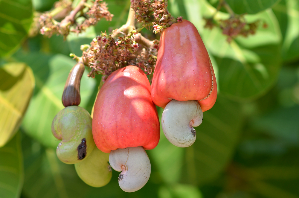 where do cashews grow