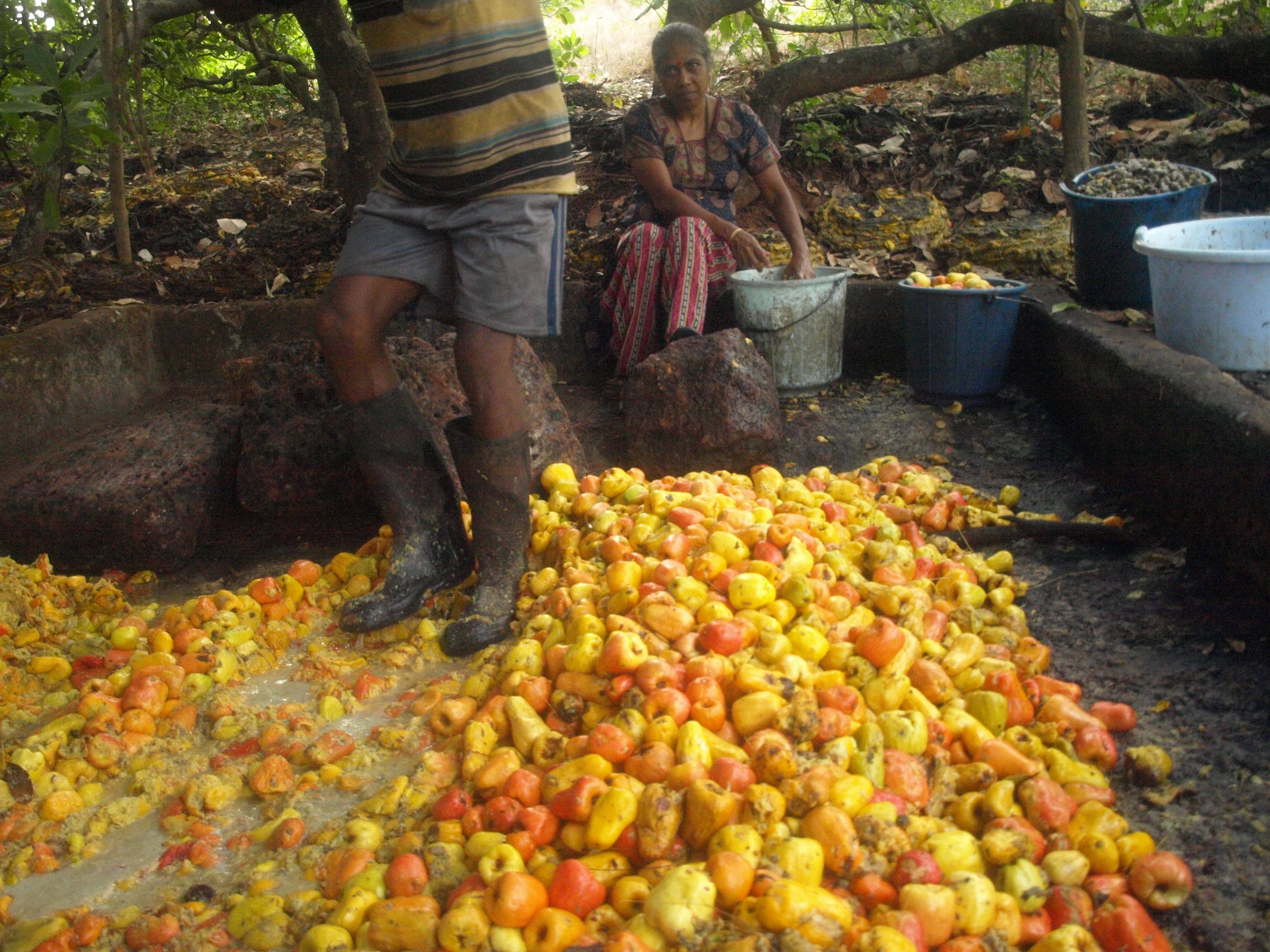 cashew fruit price