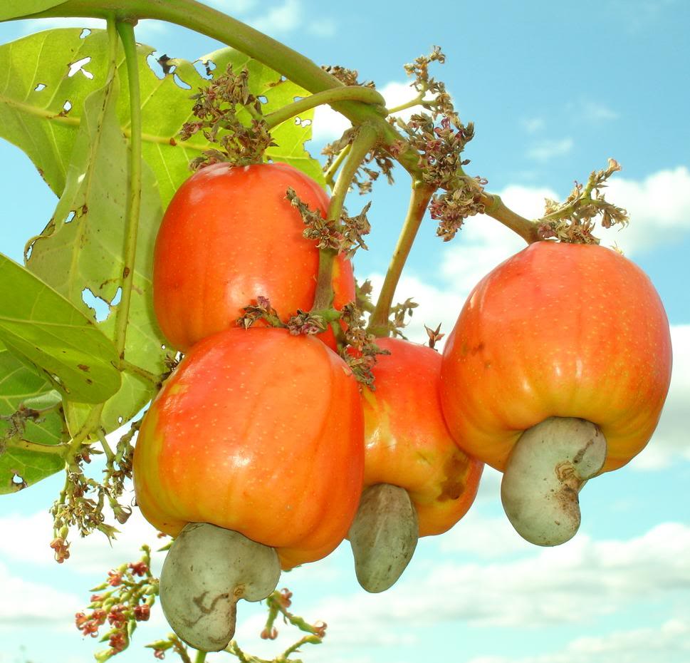 cashew nut fruit tree