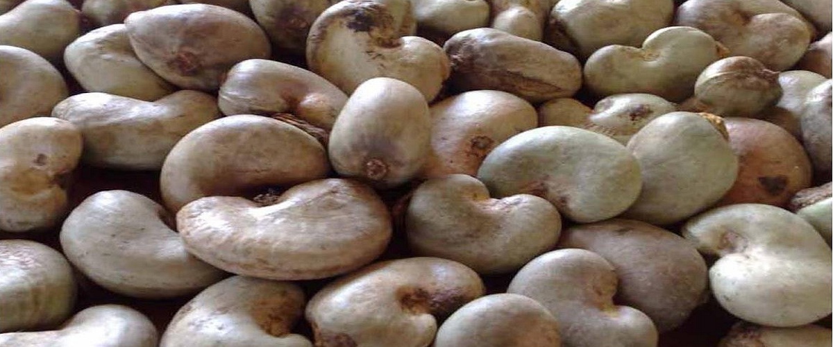 raw cashew nut